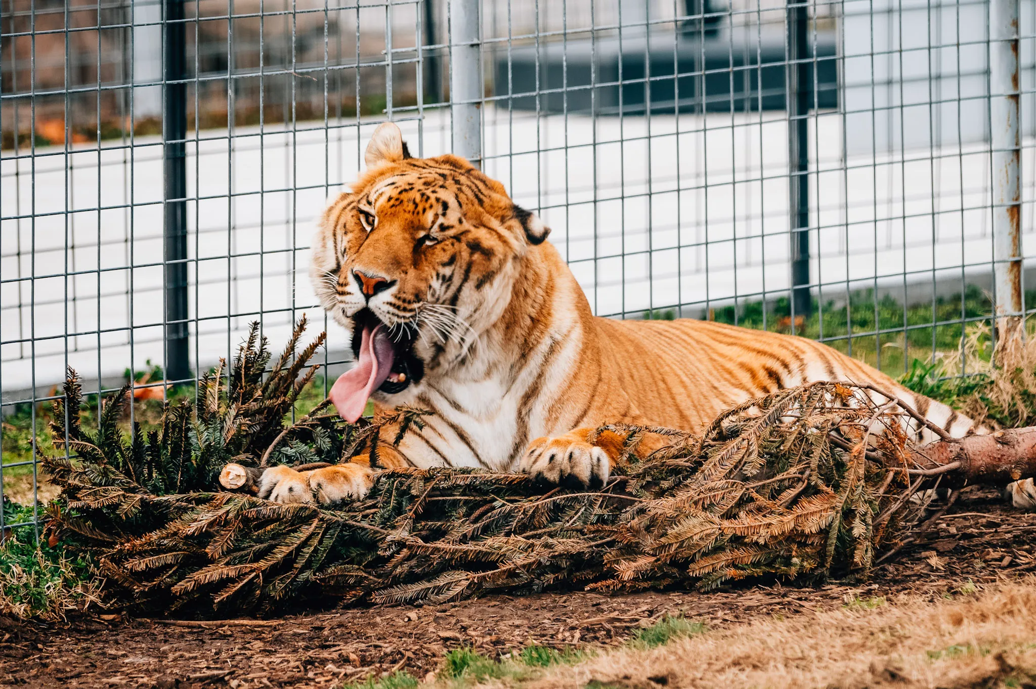 Tiger Cam, Turpentine Creek, Turpentine Creek Wildlife Refuge, Eureka Springs