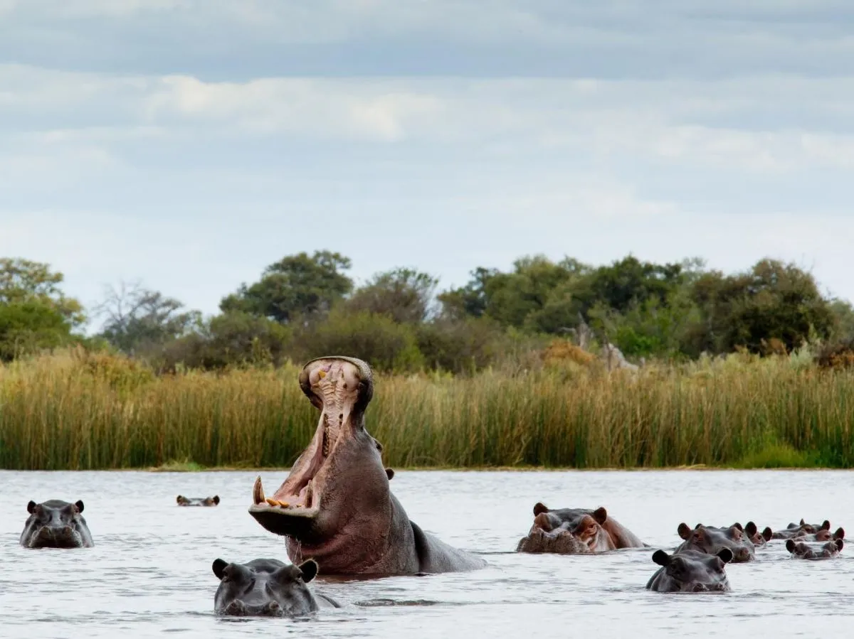 Ulusaba — live webcam view over Sabi Sand Reserve, Mpumalanga, South Africa