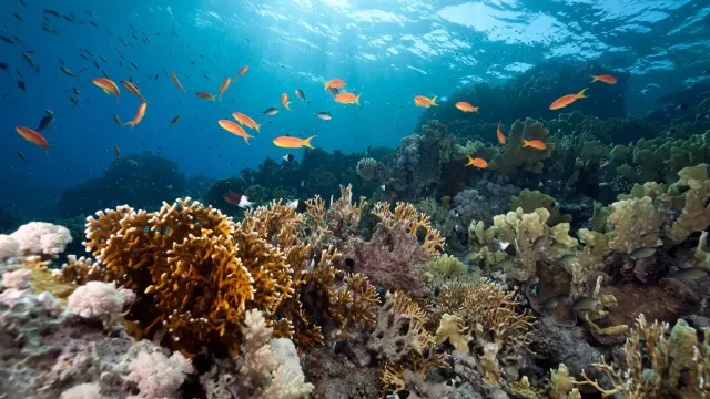 Utila Reef Wall — Utila, Bay Islands