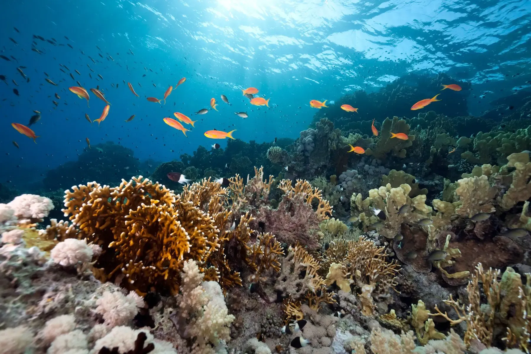 Utila Reef Wall — live webcam view over Utila, Bay Islands, Honduras