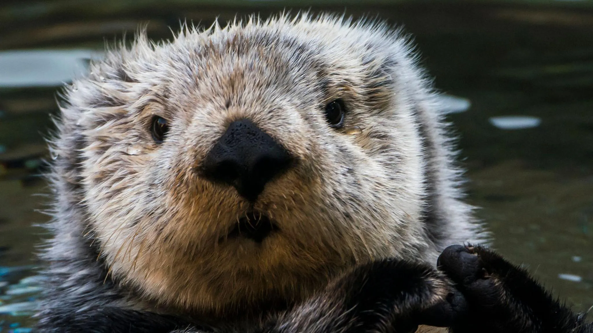 Sea Otter Cam, Vancouver — Vancouver, British Columbia