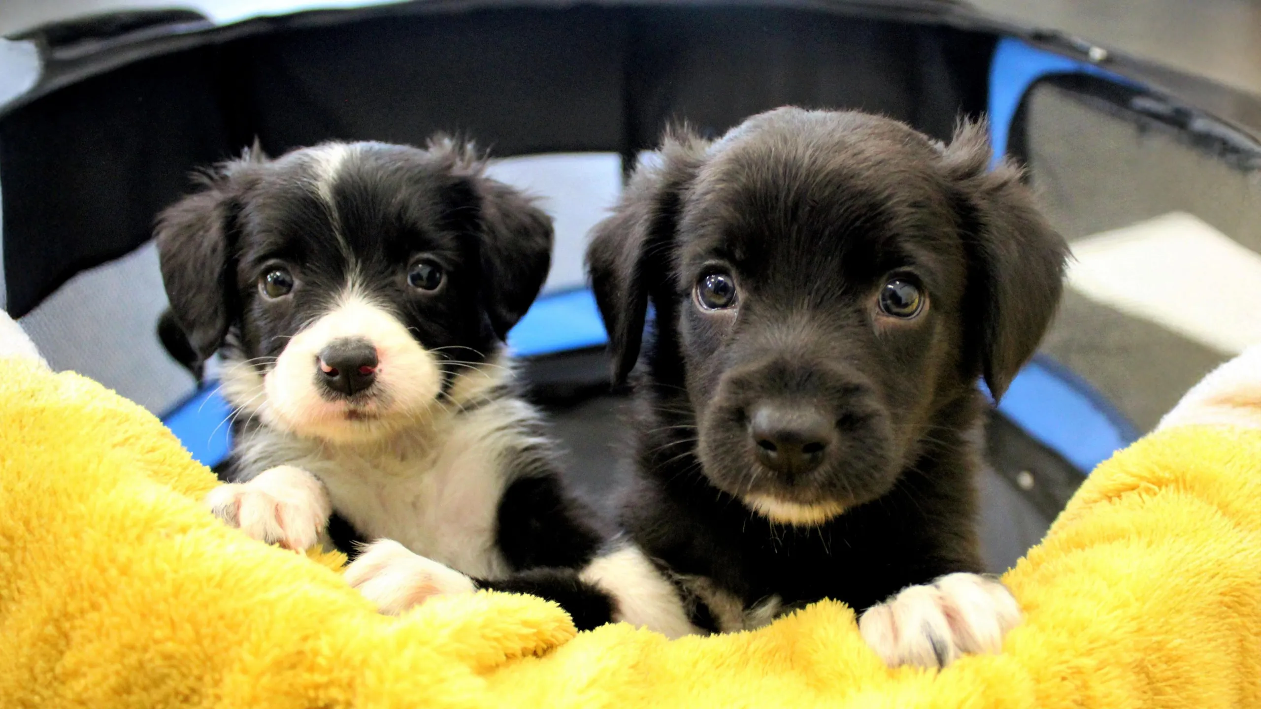 Puppy Playroom, Warrior Canine Connection: live webcam view over Warrior Canine Connection, Boyds, United States