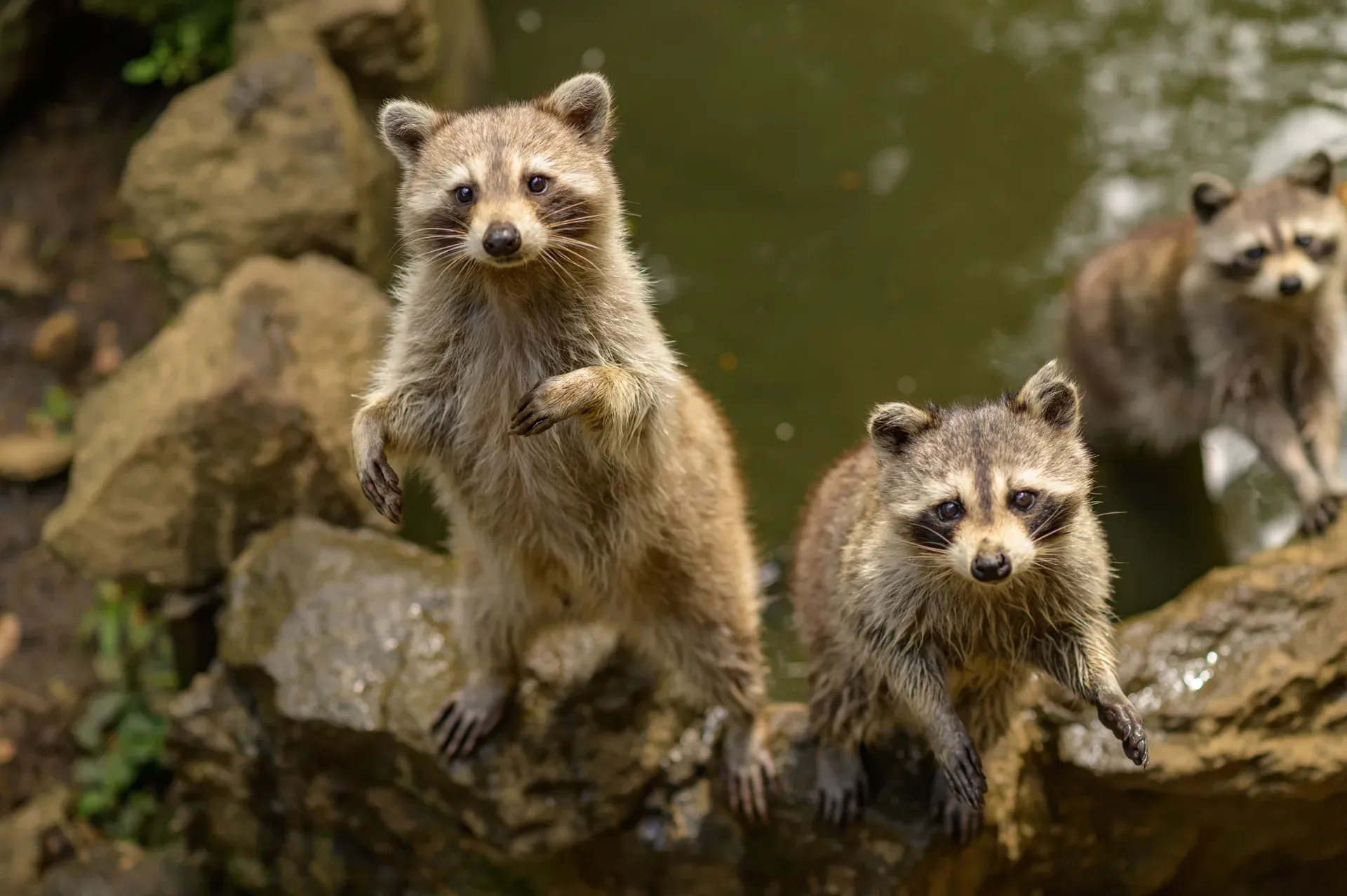 Critter Cove Wildlife Cam — live webcam view over Piedmont Triad, North Carolina, United States